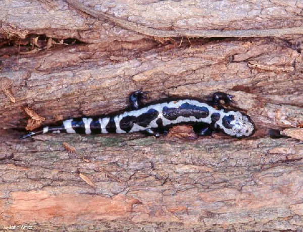  Ambystoma opacum ID = 