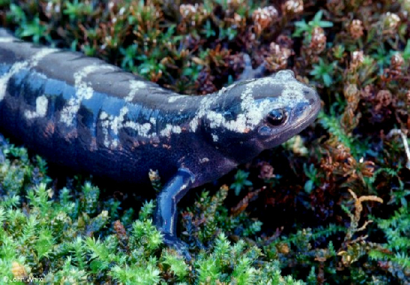  Ambystoma opacum ID = 