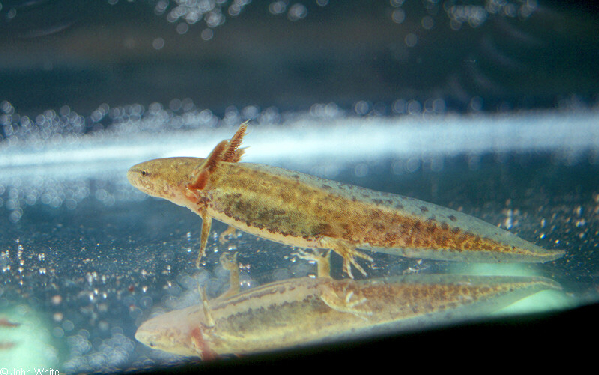  Ambystoma talpoideum ID = 