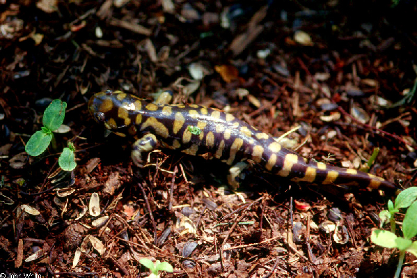  Ambystoma tigrinum tigrinum ID = 