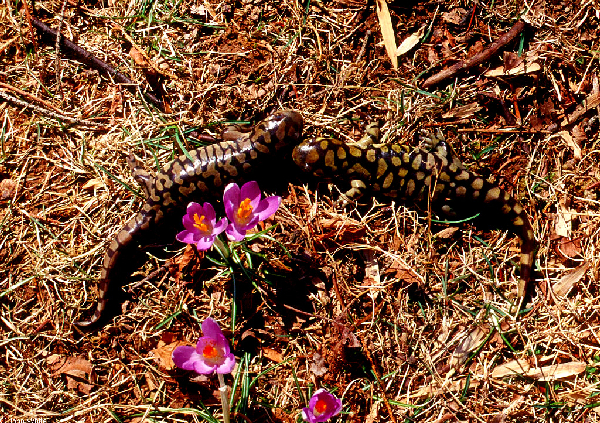  Ambystoma tigrinum tigrinum ID = 