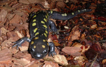  Ambystoma maculatum ID = 