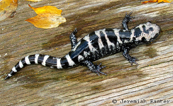  Ambystoma opacum ID = 