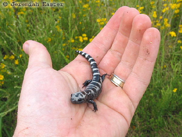  Ambystoma opacum ID = 