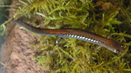  Plethodon cinereus ID = 