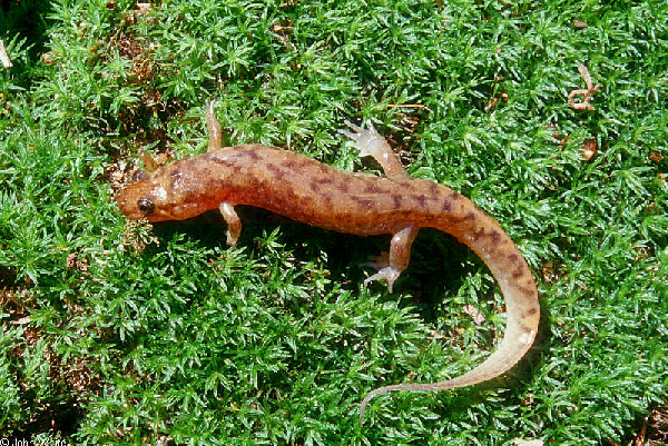  Desmognathus monticola ID = 