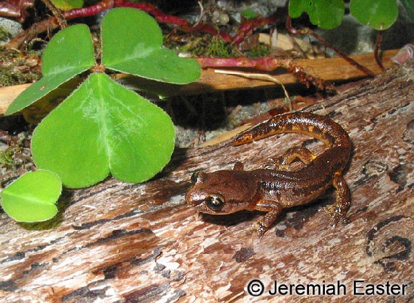  Ensatina eschscholtzii picta ID = 