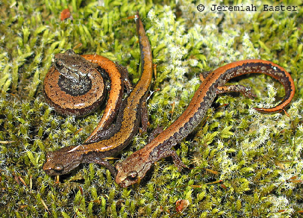  Plethodon larselli ID = 