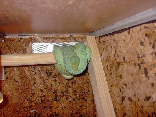  Morelia Viridis Biak ID = 