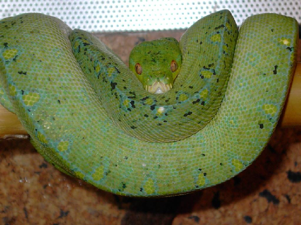  Morelia Viridis Biak ID = 