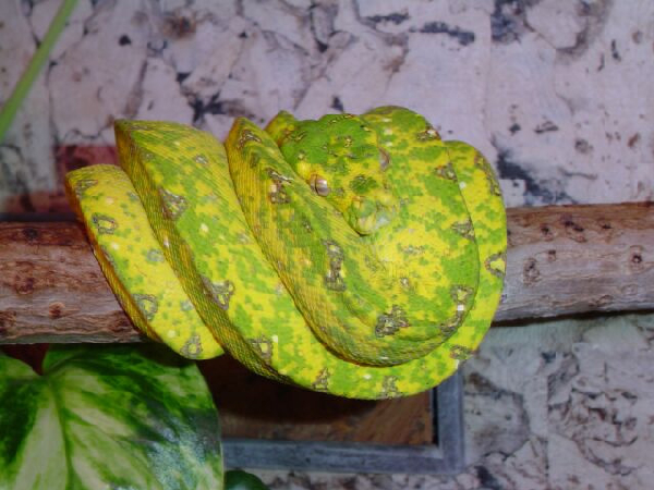  Morelia Viridis Biak ID = 