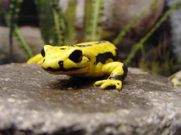  Salamandra salamandra terrestris ID = 