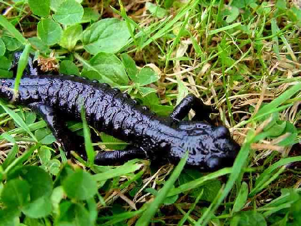  Salamandra atra atra ID = 