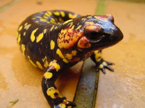  Salamandra salamandra gallaica ID = 