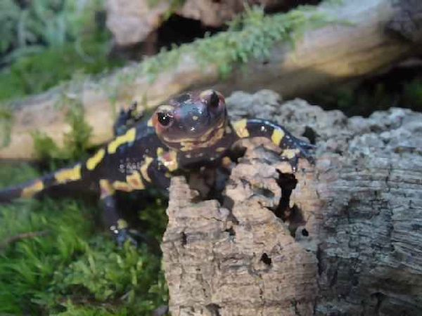  Salamandra salamandra gallaica ID = 