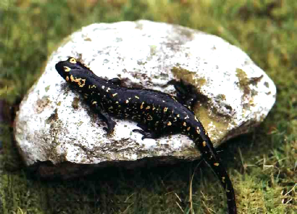  Salamandra salmandra ( gallaica ) crespoi ID = 