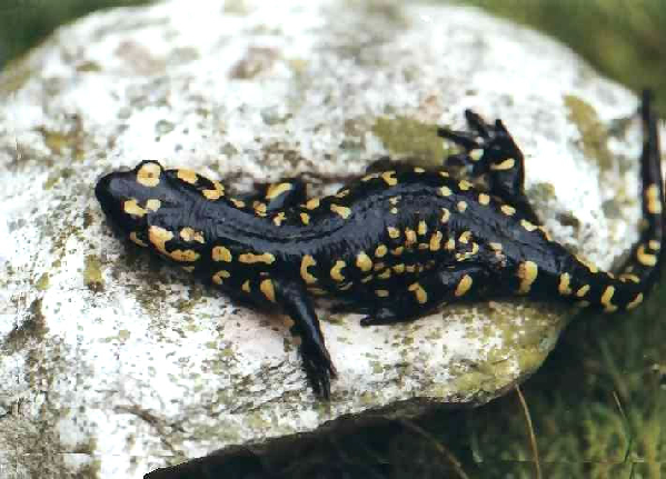  Salamandra salmandra ( gallaica ) crespoi ID = 