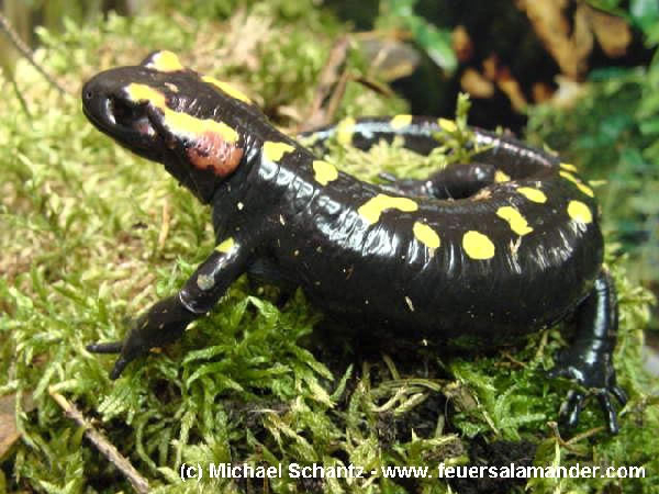  Salamandra algira ID = 