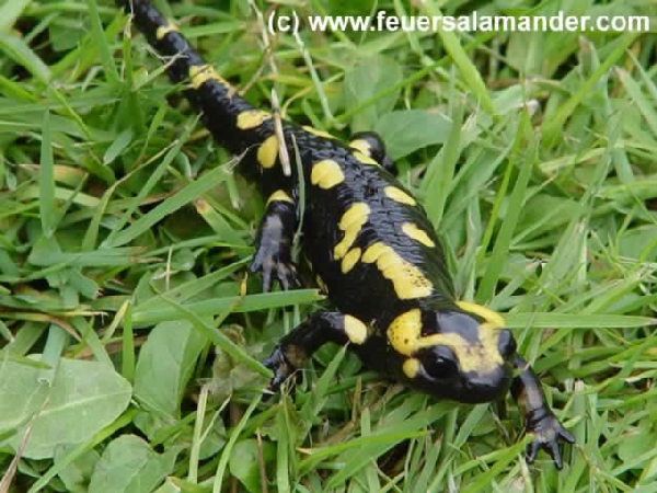  Salamandra corsica ID = 