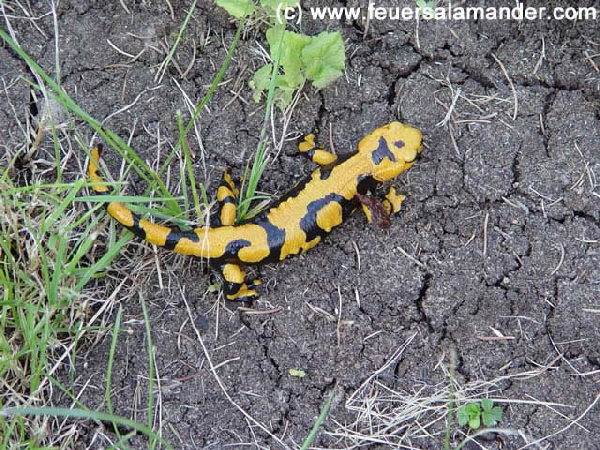  Salamandra s. gigliolii ID = 