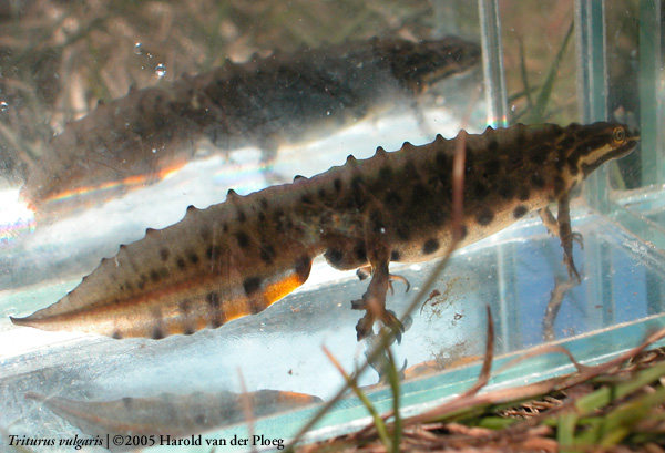  Triturus vulgaris ID = 