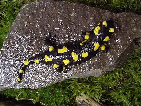  Salamandra salamandra salamandra ID = 