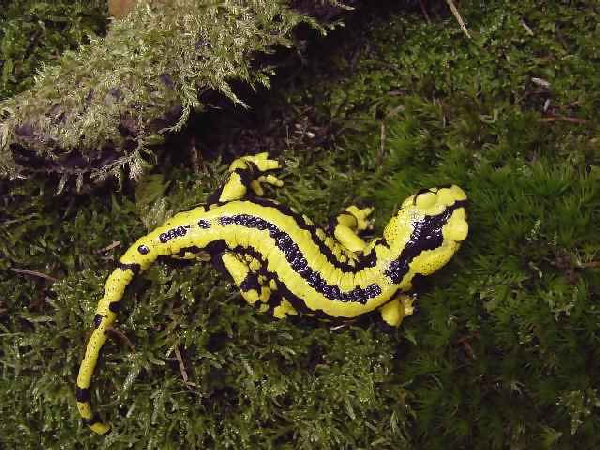  Salamandra salamandra terrestris ID = 