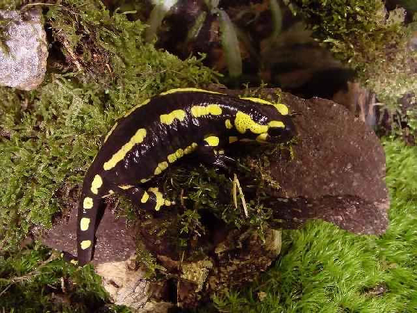  Salamandra salamandra terrestris ID = 