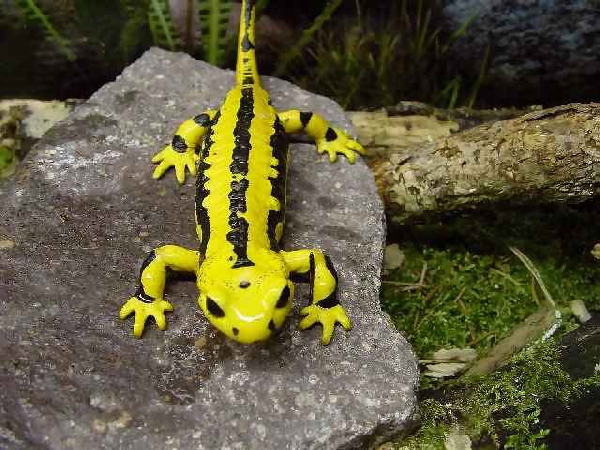  Salamandra salamandra terrestris ID = 