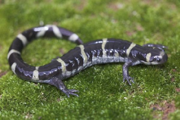  Ambystoma annulatum ID = 