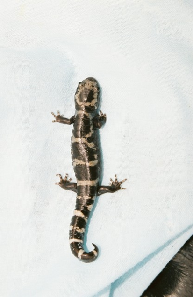  Ambystoma opacum ID = 