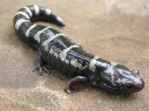  Ambystoma opacum ID = 