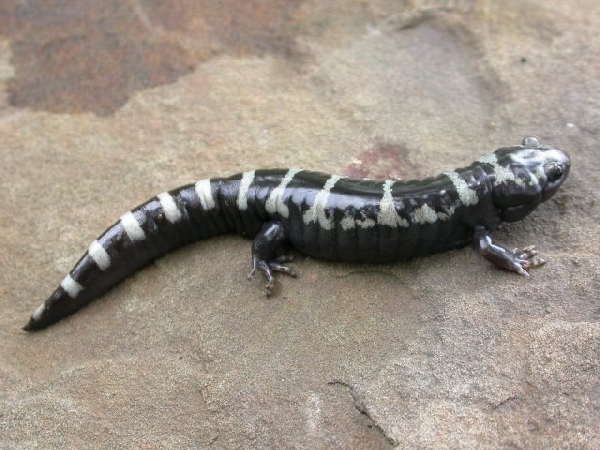  Ambystoma opacum ID = 