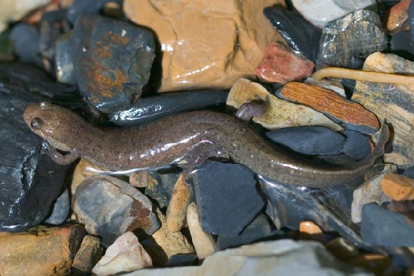  Desmognathus brimleyorum ID = 