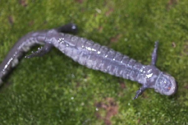  Ambystoma annulatum ID = 