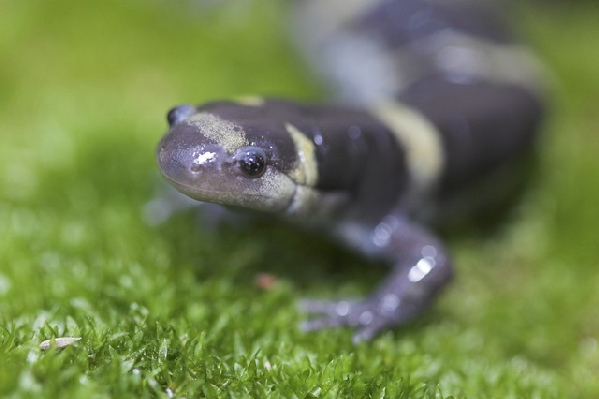  Ambystoma annulatum ID = 