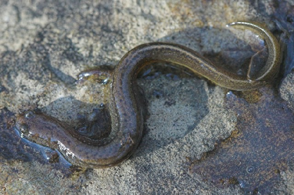  Eurycea multiplicata ssp. ID = 