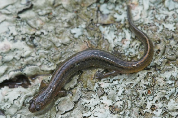  Eurycea multiplicata ssp. ID = 