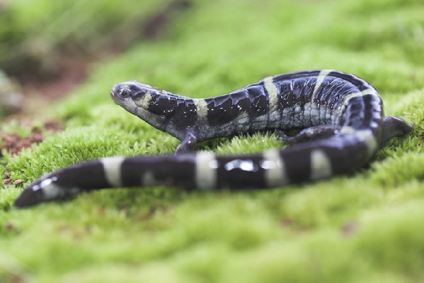  Ambystoma annulatum ID = 