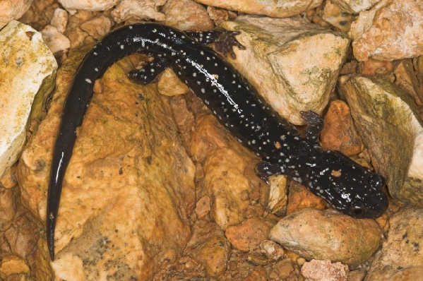  Plethodon albagula ID = 