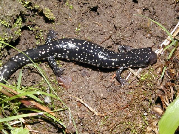  Plethodon albagula ID = 