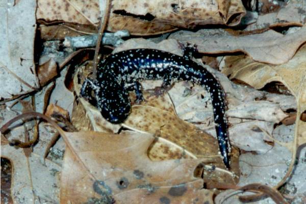  Plethodon albagula ID = 