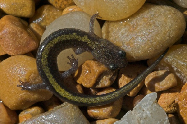  Plethodon angusticlavius ID = 