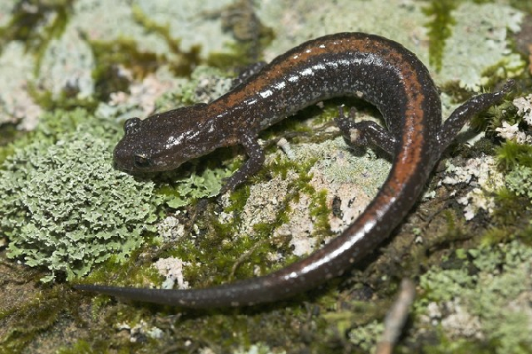  Plethodon angusticlavius ID = 