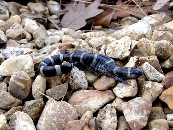  Ambystoma annulatum ID = 