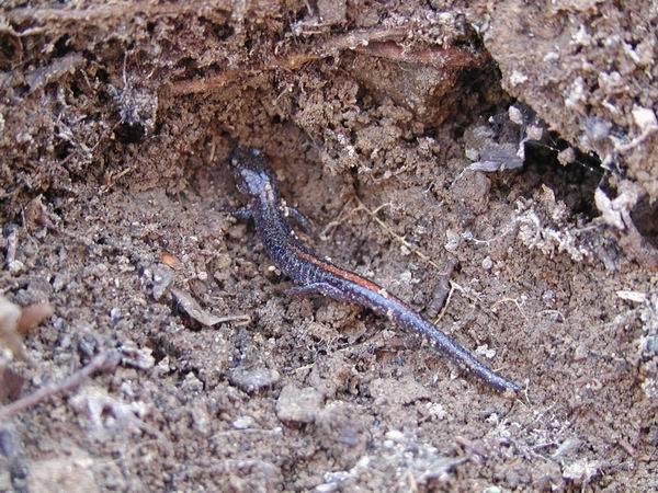  Plethodon angusticlavius ID = 