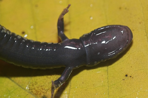  Plethodon sequoyah ID = 