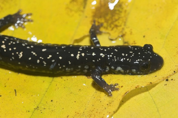  Plethodon sequoyah ID = 