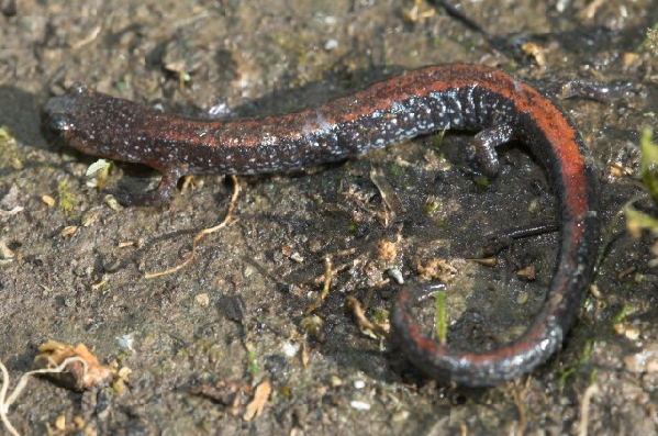  Plethodon serratus ID = 