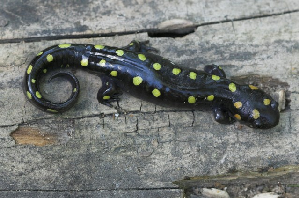  Ambystoma maculatum ID = 